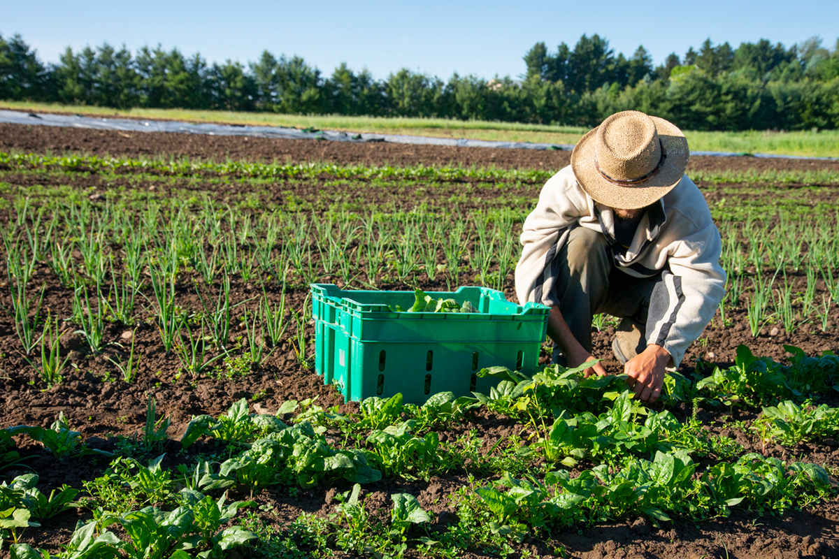 why-farms-are-facing-a-worker-shortage-despite-domestic-recruits-4bc