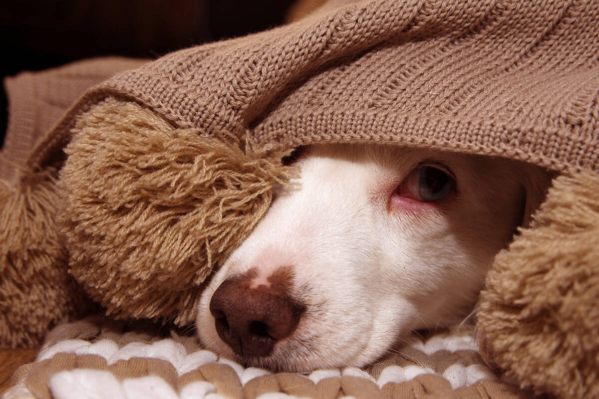 Article image for How to keep your anxious pup calm during tonight’s fireworks