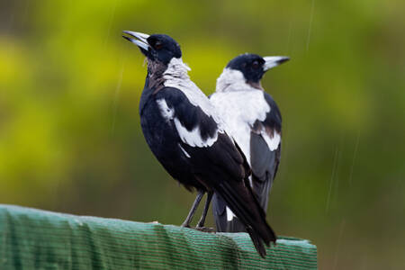 Magpies have outwitted scientists