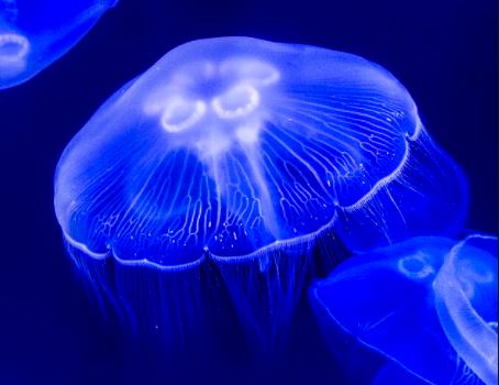 Tragic death of teenager from box jellyfish sting - 4BC