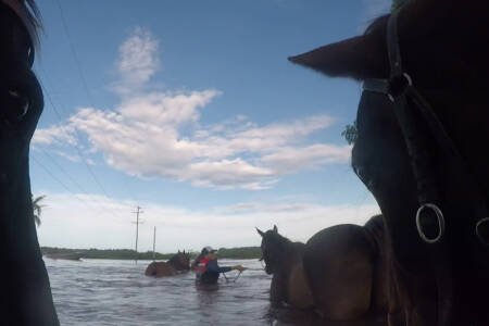 WATCH | Outback Spectacular team’s gruelling rescue of 23 horses stuck in floodwaters 