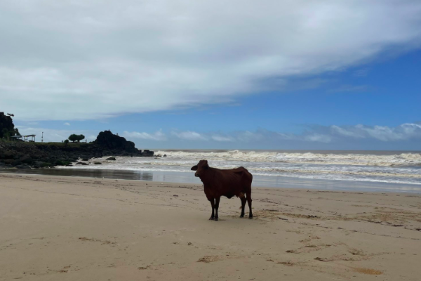 Article image for Cow on the beach: The unusual sight in Coolangatta today