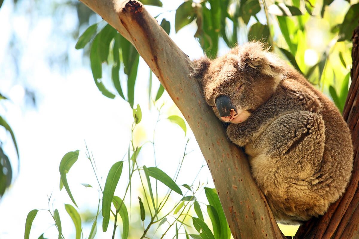 Article image for State secures 400-hectare land parcel for Gold Coast koala reserve