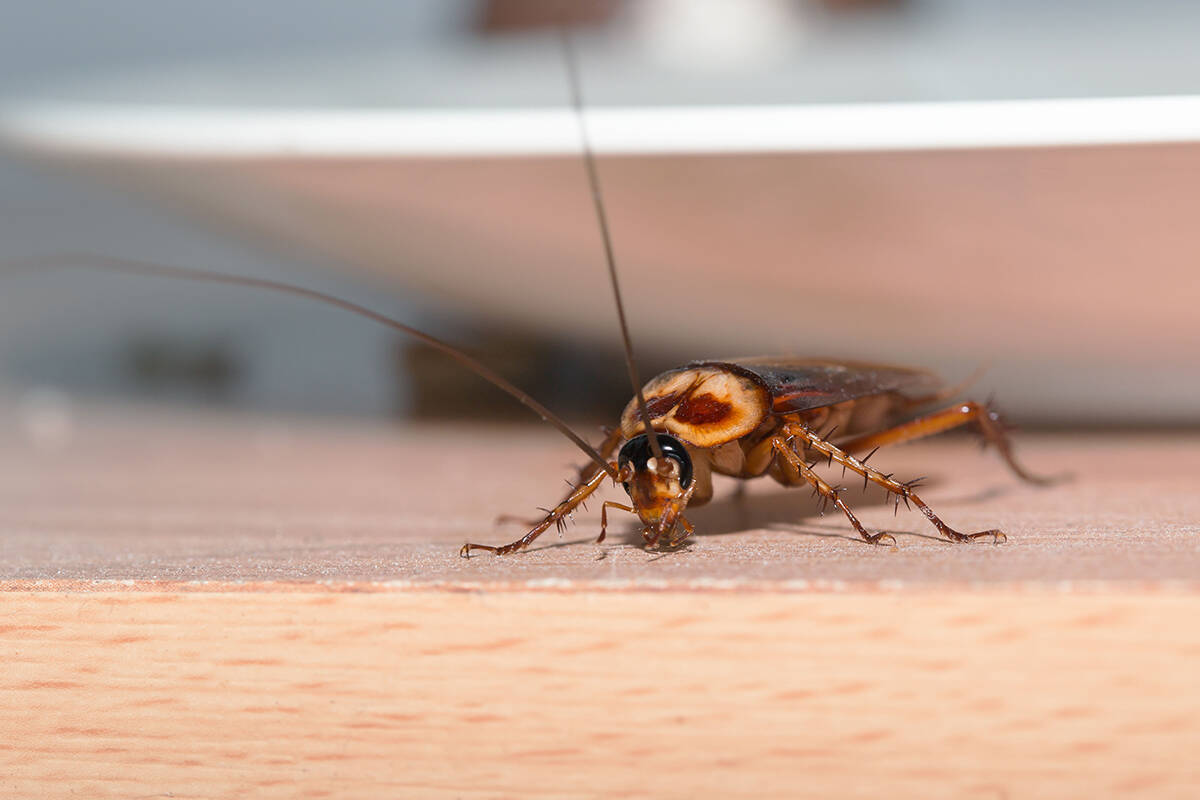 Article image for Cockroach plague swarms Brisbane homes amid unseasonal weather