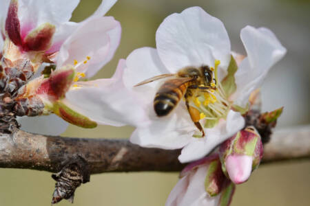 Race to stop deadly mite found in Australian bee hives