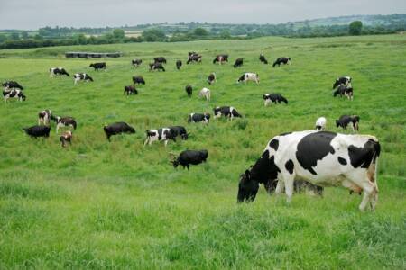 Farmers urge travellers to ditch their thongs to protect Aussie farms