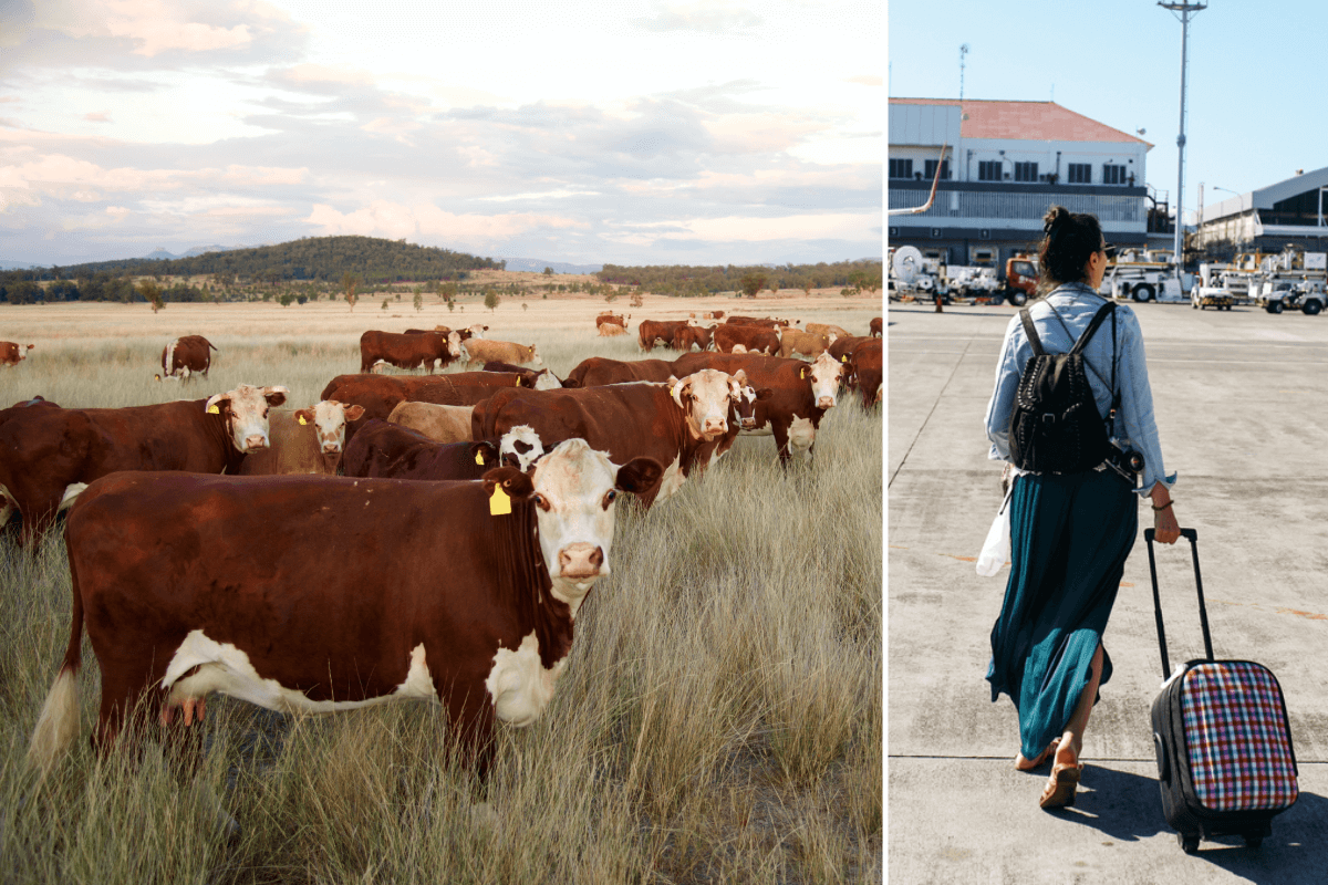 Article image for Why a NSW cattle farmer is calling for a freeze on Bali holidays