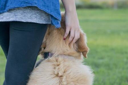 Walking your dog for mental health.