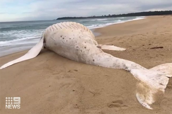 Article image for The early clue that told fans Victoria’s washed-up whale wasn’t Migaloo