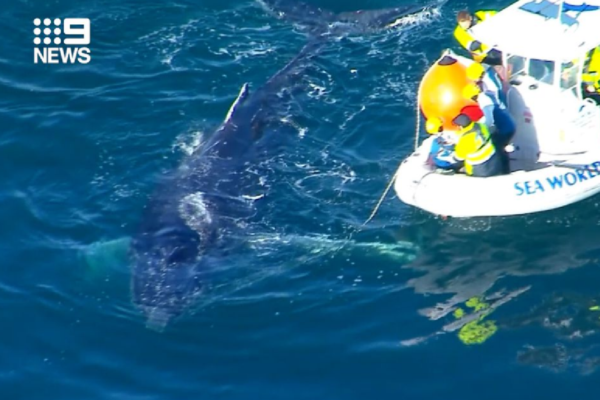 Article image for Entangled whale prompts fresh plea to remove ‘1960s’ shark nets