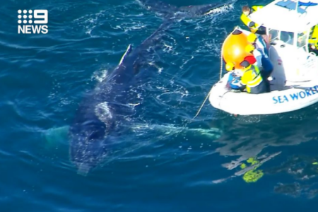 Entangled whale prompts fresh plea to remove ‘1960s’ shark nets