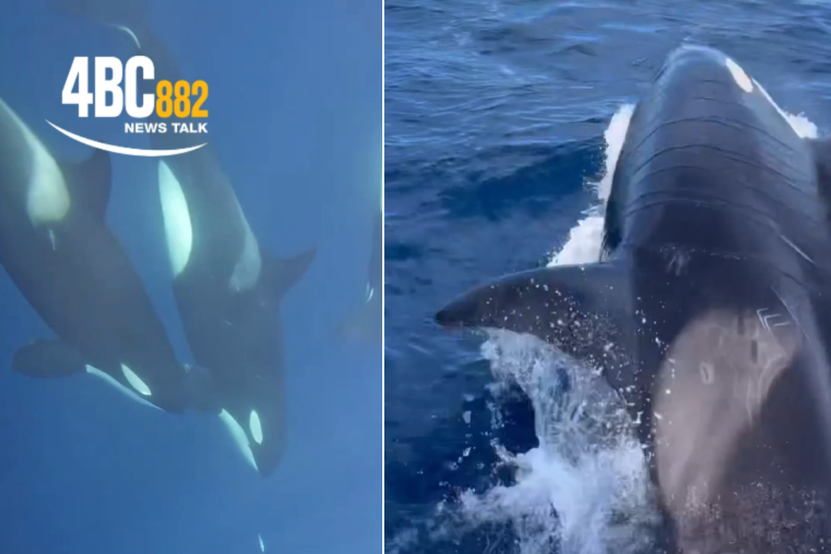 Article image for VIDEO: Playful killer whale pod says hello to QLD boatie