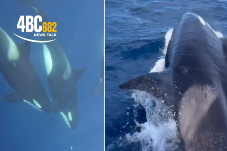 VIDEO: Playful killer whale pod says hello to QLD boatie