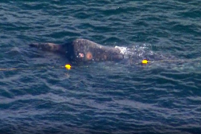 Article image for Race to free whale trapped in Gold Coast shark nets 