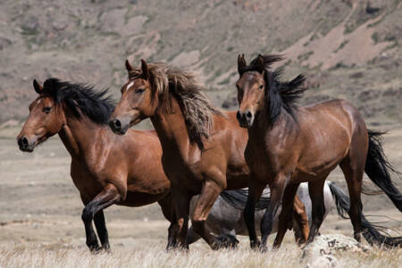 Locals dispute brumby numbers in Kosciuszko National Park