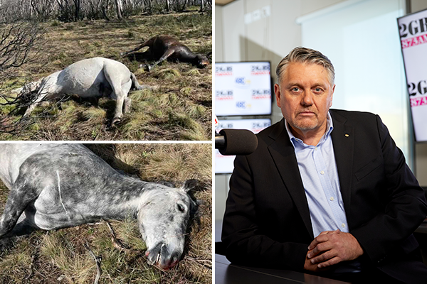 Article image for Group behind ‘cruel’ slaughter of brumby herd all but confirmed 