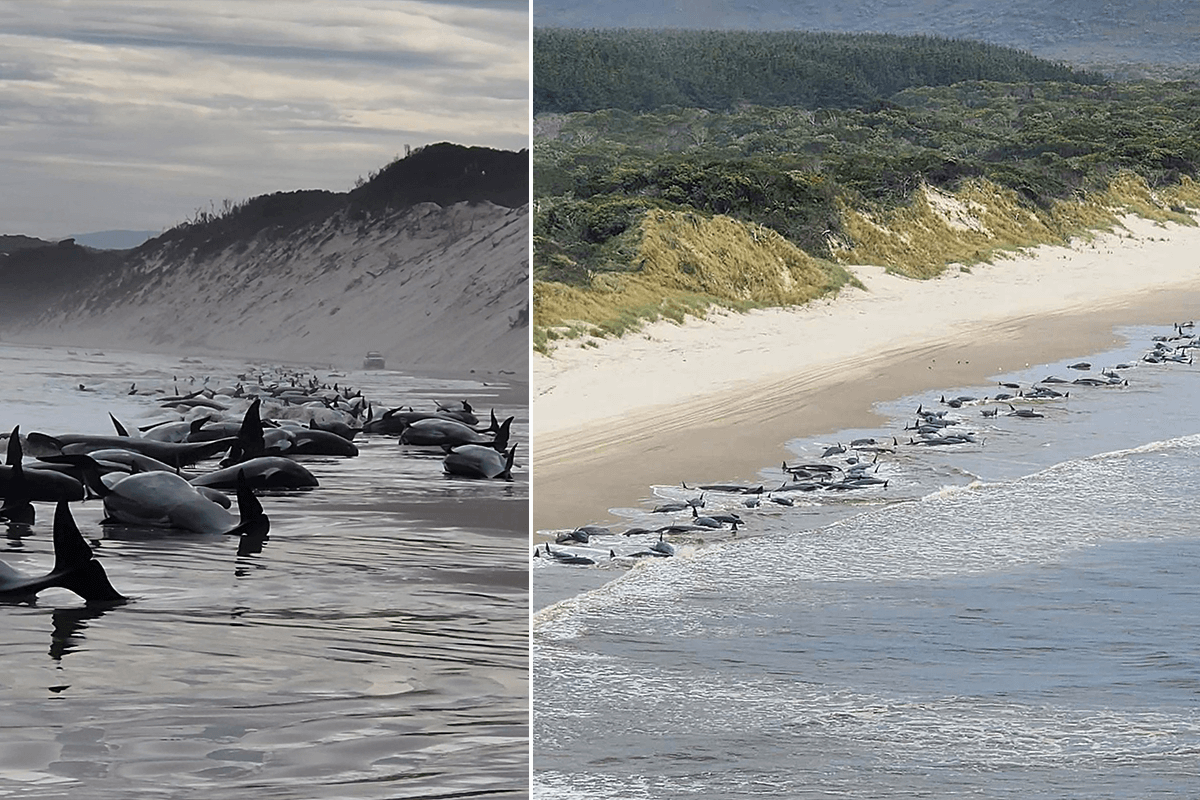 Article image for Race to save whales after pod of 230 washed ashore in Tasmania 