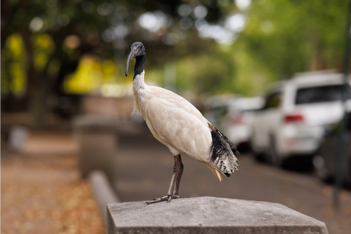 Article image for White ibis birds nesting on M1 roadside ‘dangerous’ for drivers