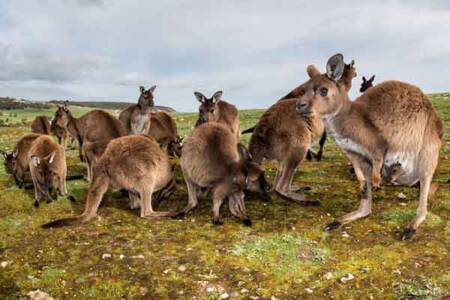 Gov accused of hiding behind kangaroo kill industry as EU eyes ban