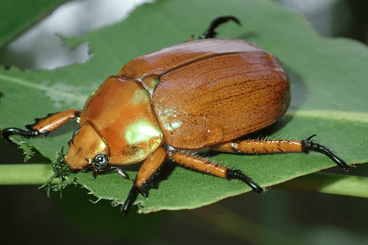 Article image for Where have Christmas beetles gone? The mystery bugging our scientists 