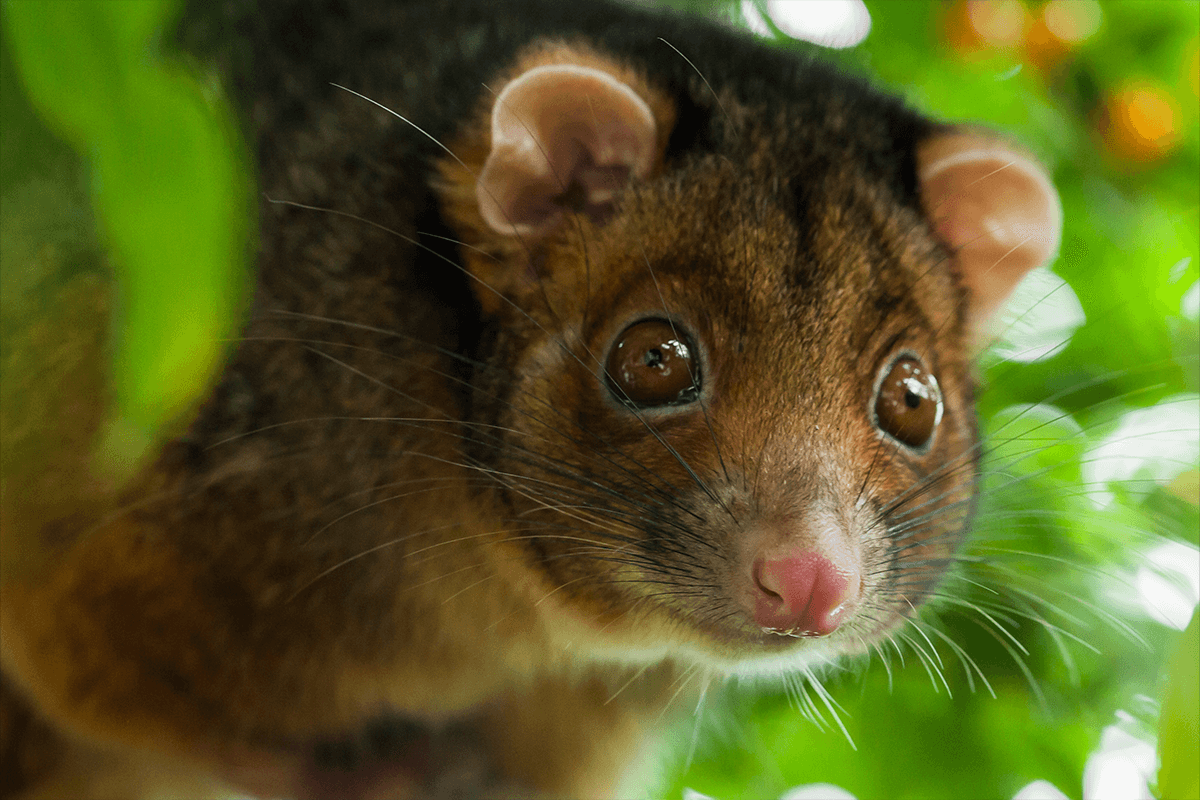 Article image for Why Wet Tropic possum populations have conservationists worried 