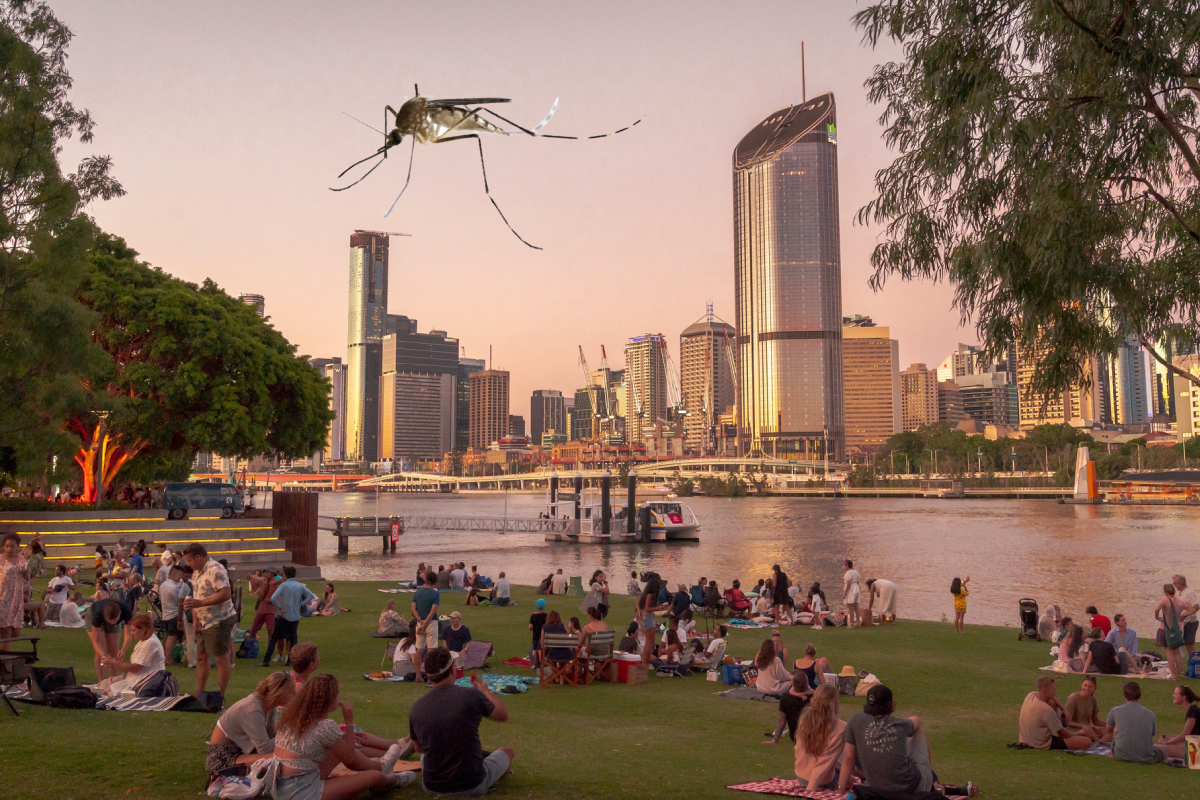 Article image for Brisbane City Council declares war on mosquitoes