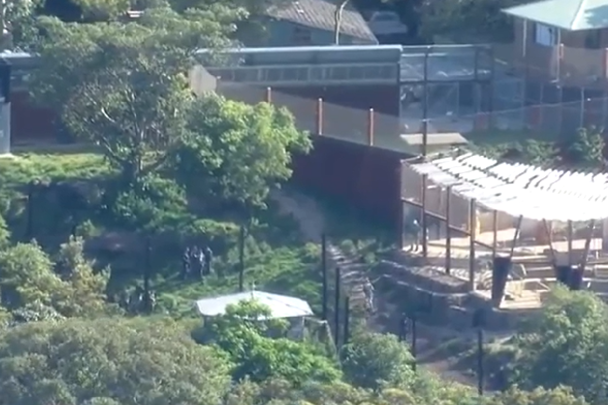 Article image for Taronga Zoo placed into temporary lockdown after lions escape enclosure