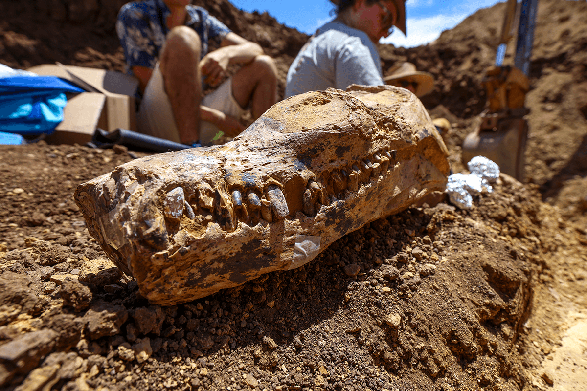 Article image for ‘Like the Rosetta stone’: Rare fossil unearthed in outback Queensland