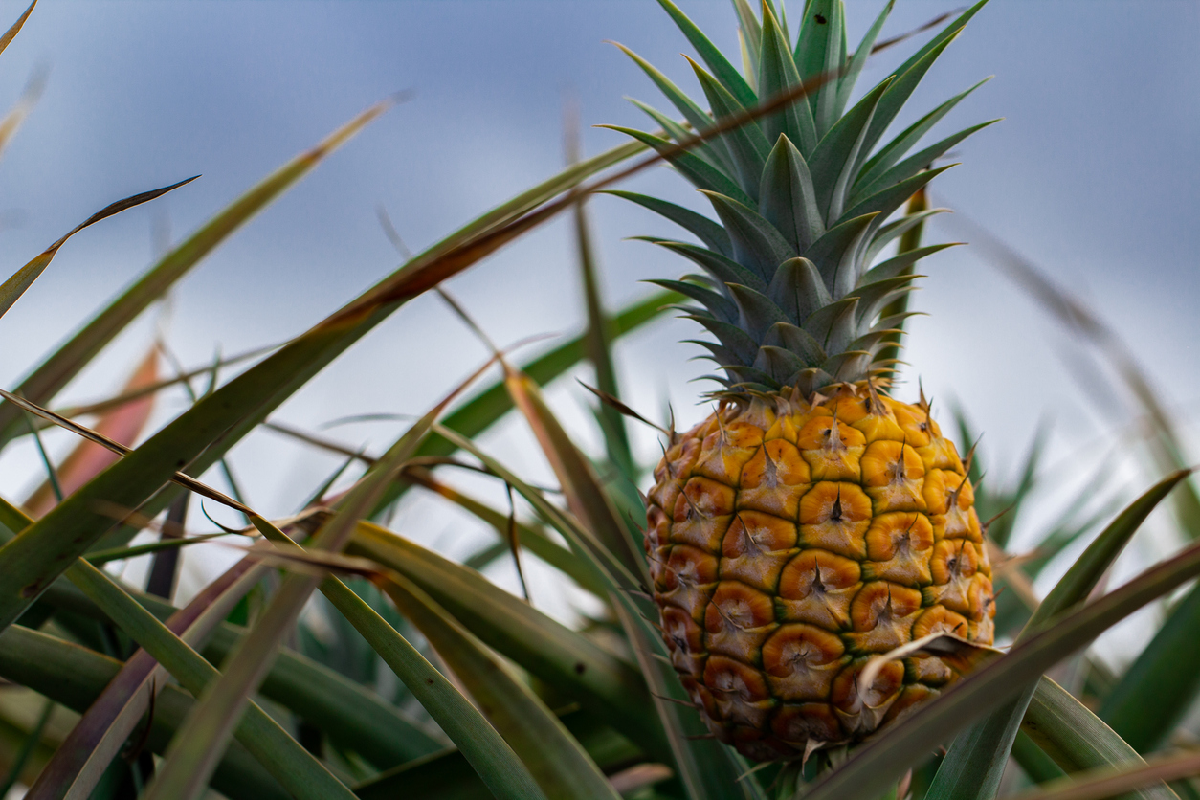 Article image for Challenging 12 months ahead for QLD pineapple growers