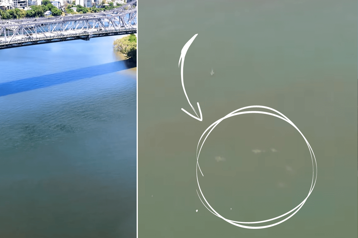 Article image for Bull shark frenzy spotted near Howard Smith Wharves