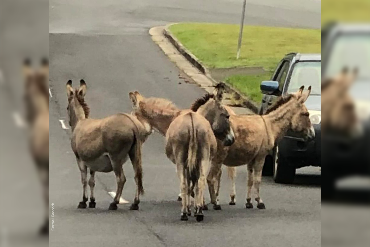 Article image for Donkeys send babysitter on wild goose chase in Gold Coast streets