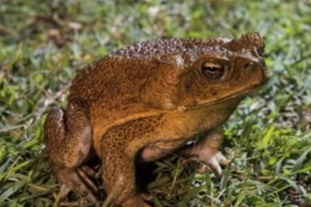 Cane toad alert for Sydney