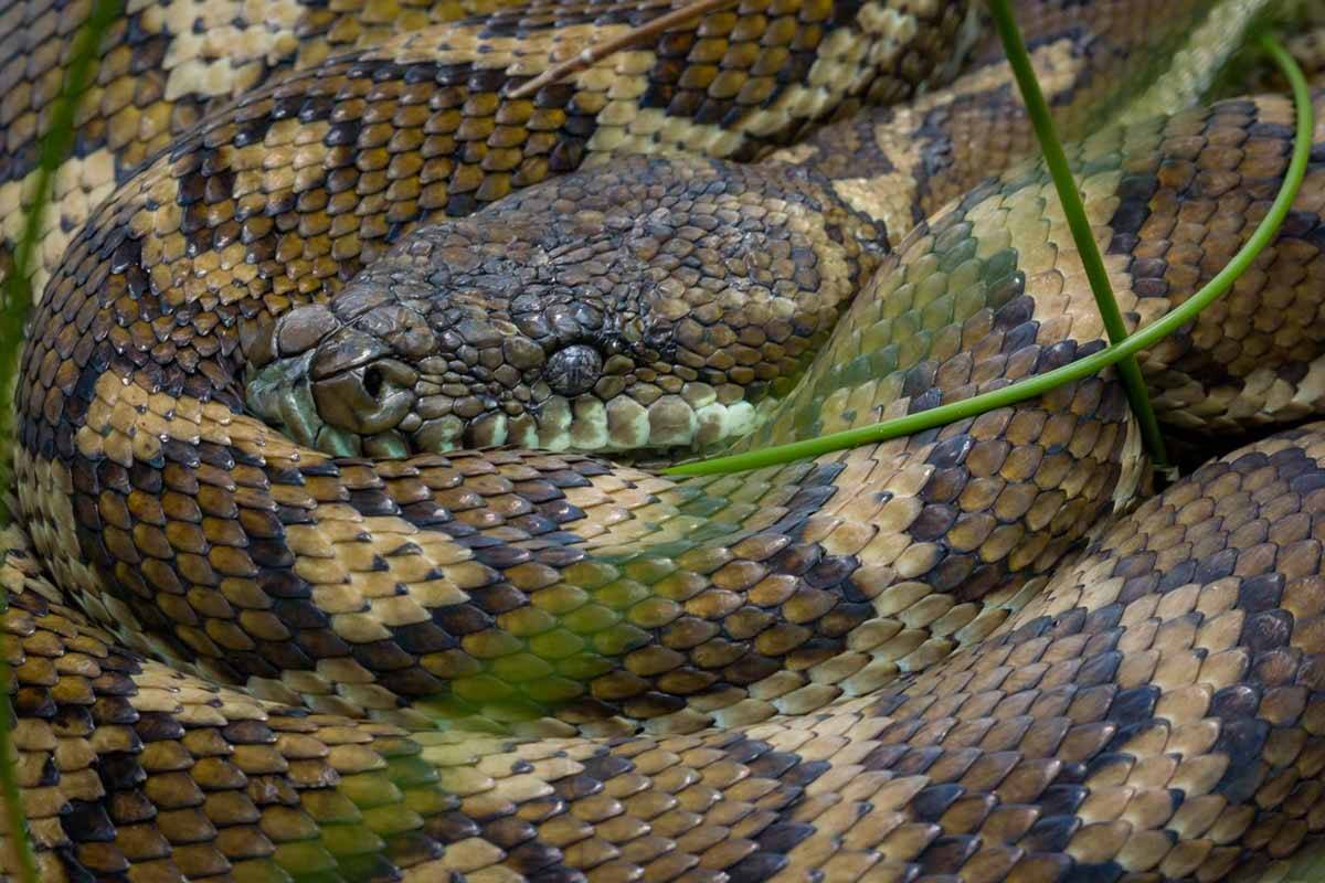 Article image for ‘Absolutely insane’: South-east snake catchers run off their feet