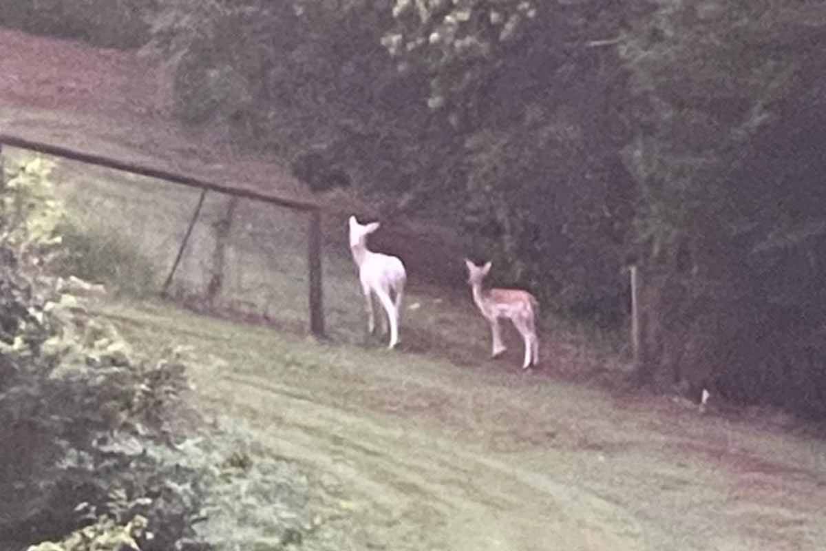 Article image for The weird, wonderful animals spotted in Brisbane neighbourhoods