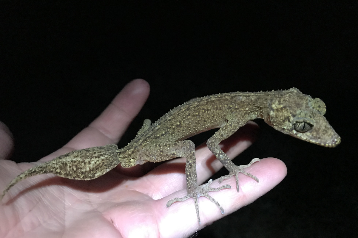 Article image for ‘Dragon-like face’: New species of gecko discovered on remote QLD island