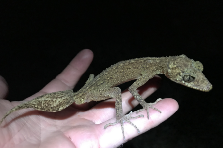 ‘Dragon-like face’: New species of gecko discovered on remote QLD island