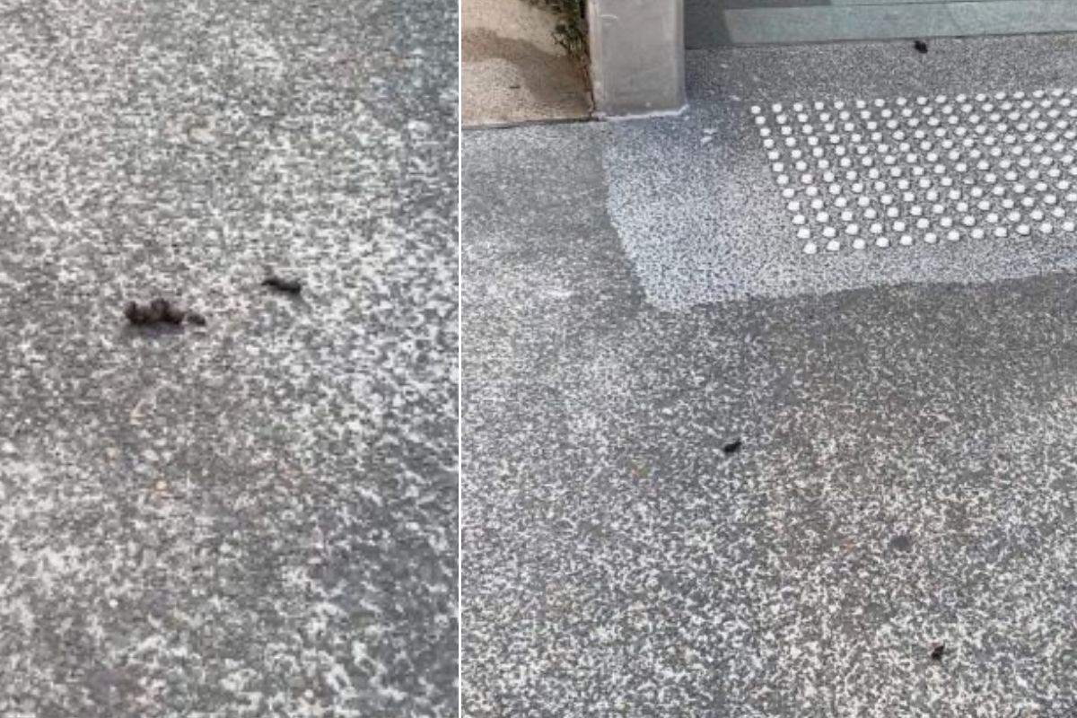 Article image for Local fires up over dog poop ‘missiles’ repeatedly flying off apartment balcony