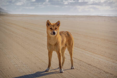 Shocking Dingo Attack: Girl Held Underwater on Fraser Island