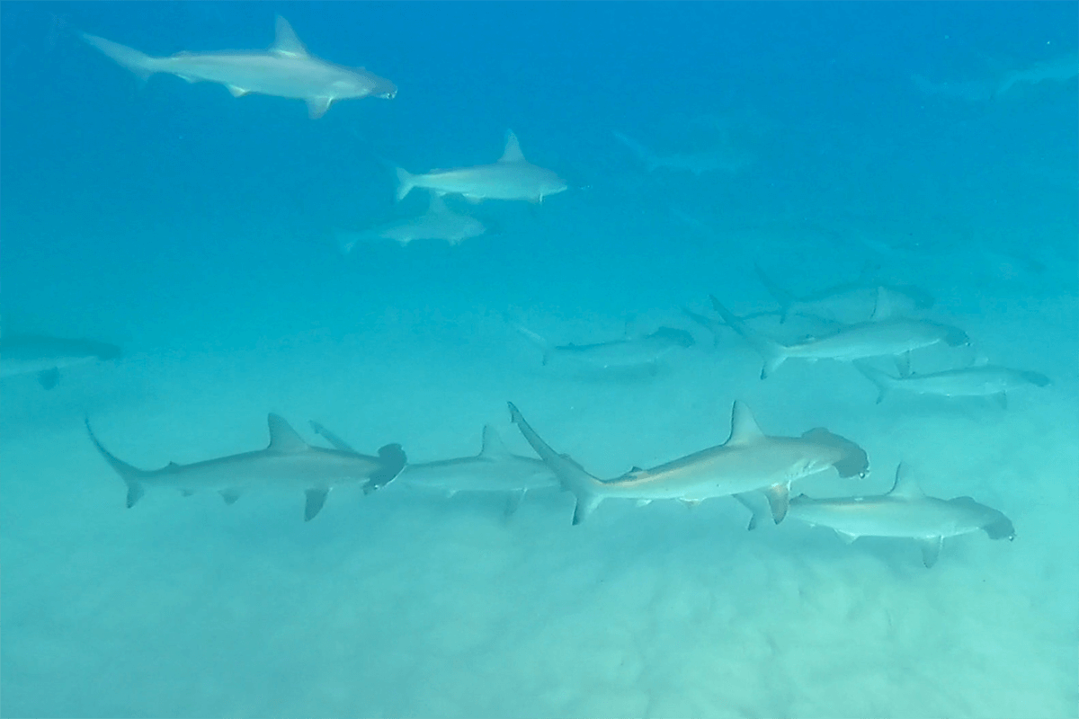 Article image for ‘Never seen anything like it’: Dozens of hammerheads gather at Burleigh