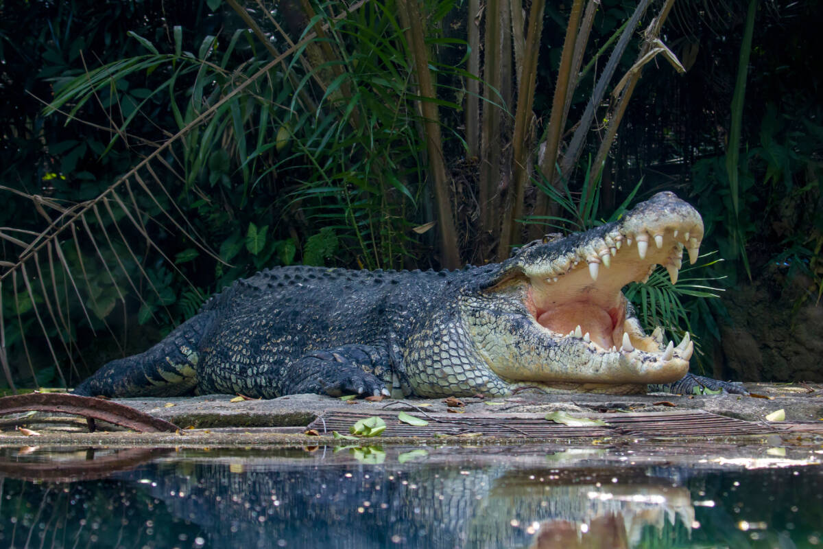 'A bit how ya going': Wrangler questions croc attack escape story