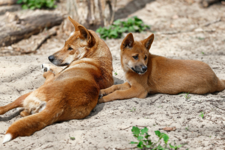 Double dingo attack on K’gari leaves two women injured