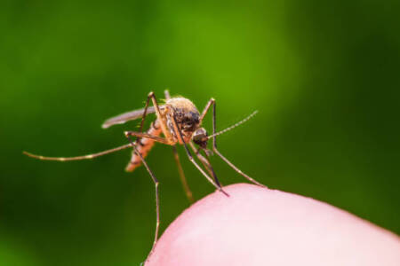 Mosquito proofing your backyard