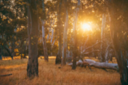 Vandals are getting away with destroying Sydney’s trees