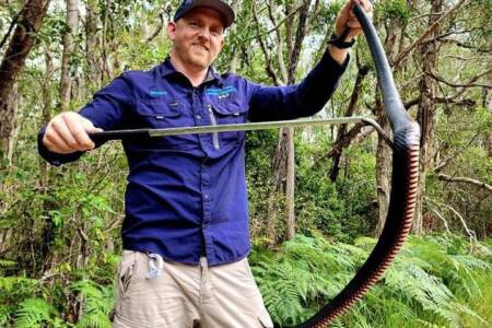 ‘It’s been nuts’: Record breaking number of callouts for local snake catcher