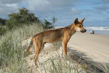 Fraser Coast Mayor declares: ‘A cull is not the answer to dingo attacks on K’gari’