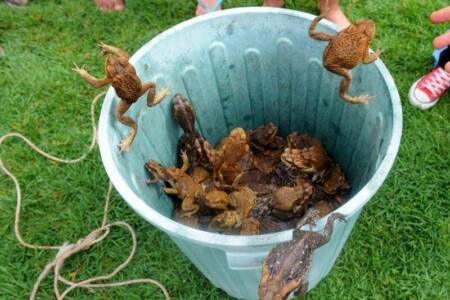 Gold Coast community called upon to cull toad invasion