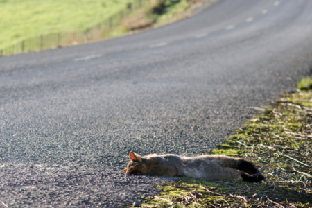 Roadside rescue: Your guide to helping stranded animals