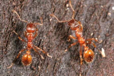 ‘Australia is at risk’: The threat of fire ant outbreaks increasing