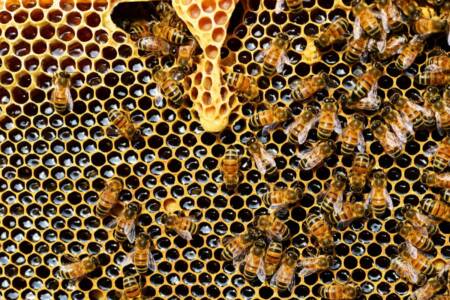 ‘More than just honey’: The critical role bees play in agriculture