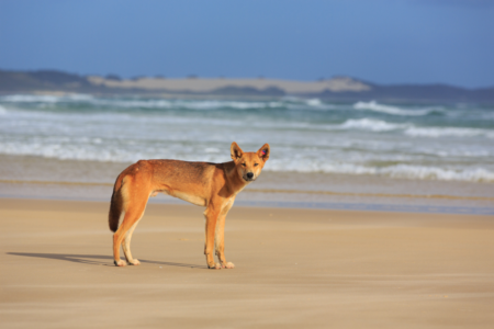 ‘Child safety is paramount’: Fraser Coast Mayor proposing tourist restrictions on K’Gari